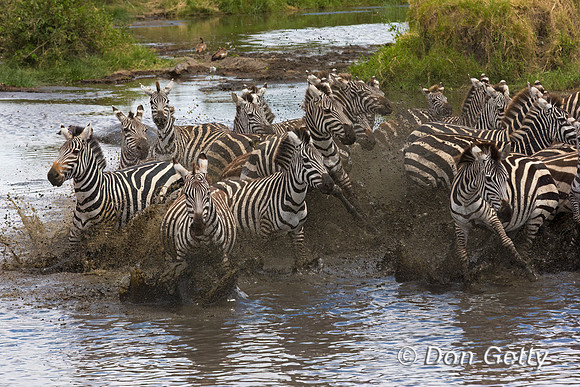 Plains Zebra