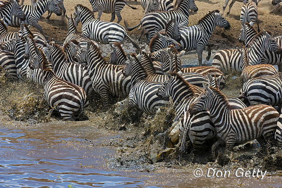Plains Zebra