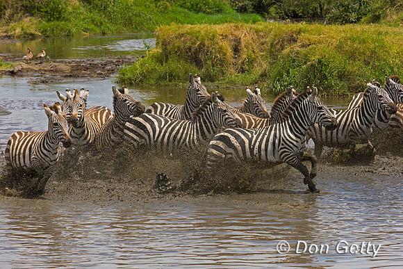 Plains Zebra