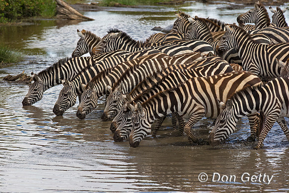 Plains Zebra