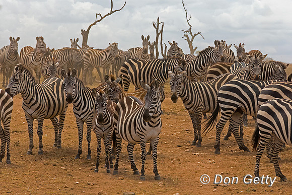 Plains Zebra