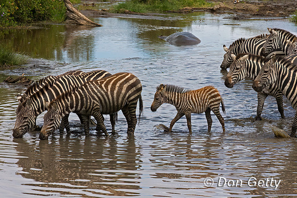Plains Zebra