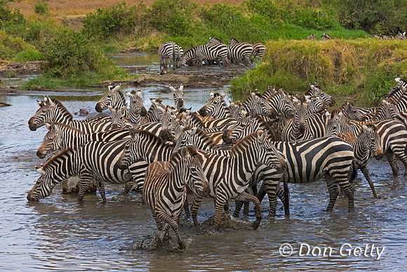 Plains Zebra