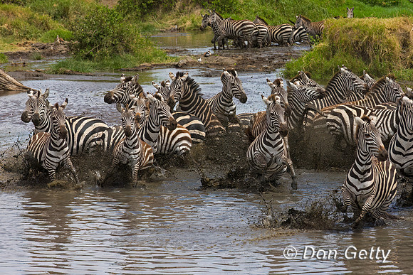 Plains Zebra