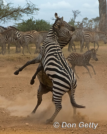 Plains Zebra