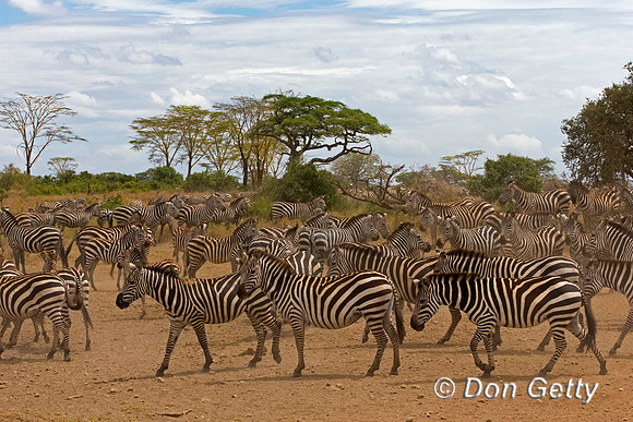 Plains Zebra