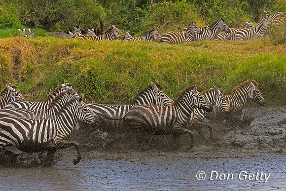 Plains Zebra