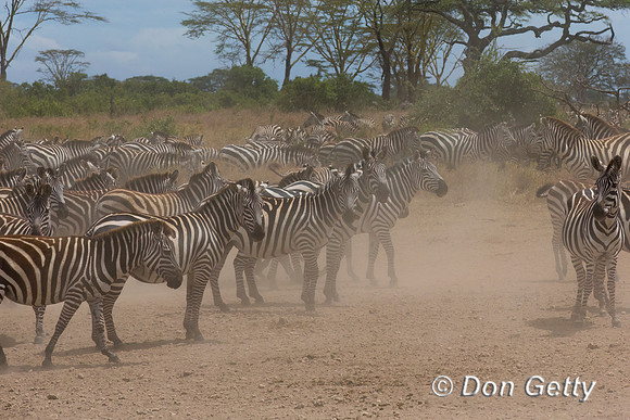 Plains Zebra