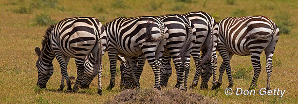 Plains Zebra