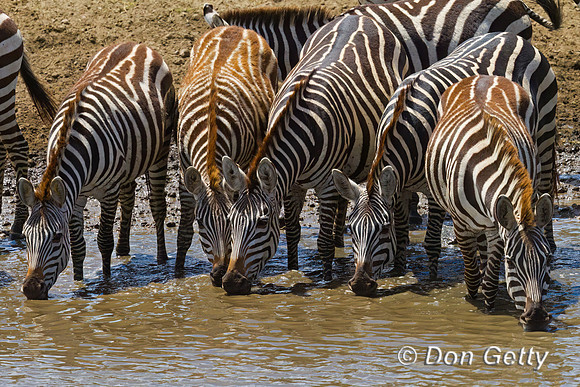 Plains Zebra