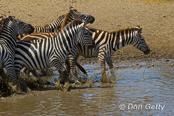 Plains Zebra