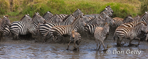 Plains Zebra