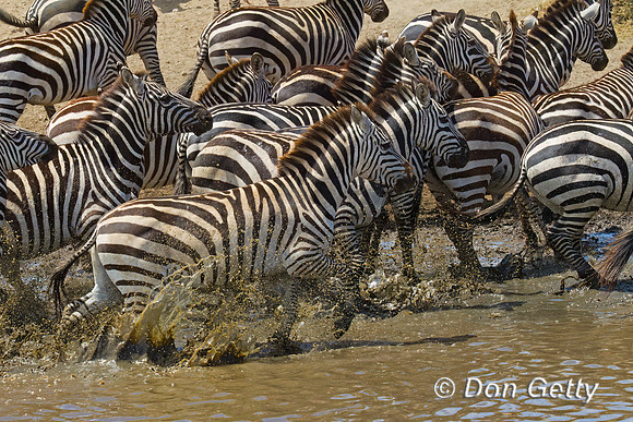 Plains Zebra