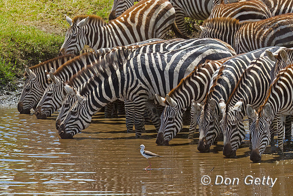 Plains Zebra