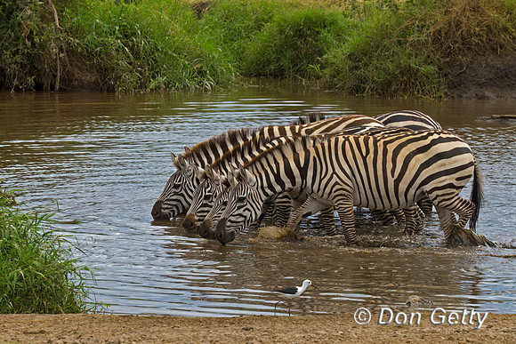 Plains Zebra