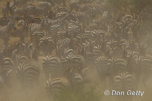 Plains Zebra