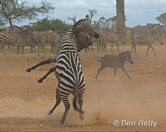 Plains Zebra