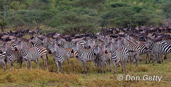 Zebra