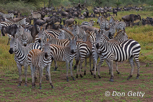 Zebra