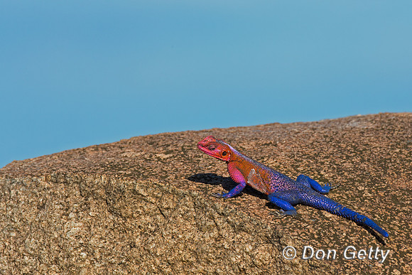 Agama,