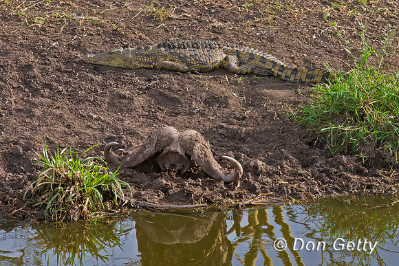 Nile Crocodile