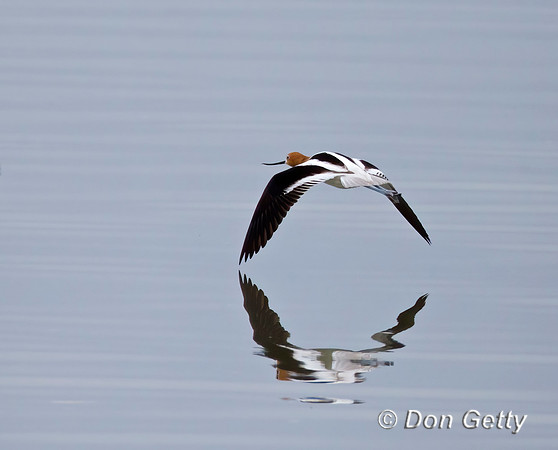 American Avocet