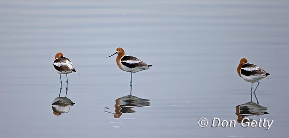 American Avocet