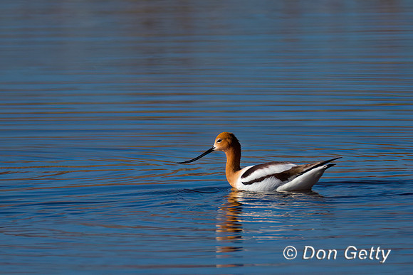 American Avocet