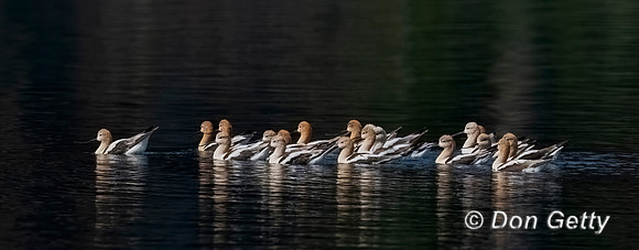 American Avocet