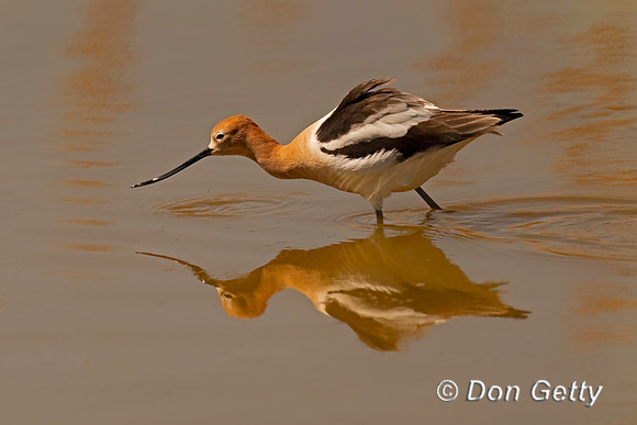 American Avocet
