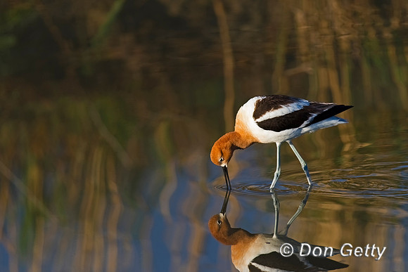 American Avocet