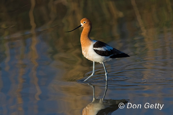 American Avocet