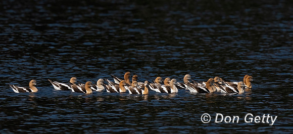 American Avocet