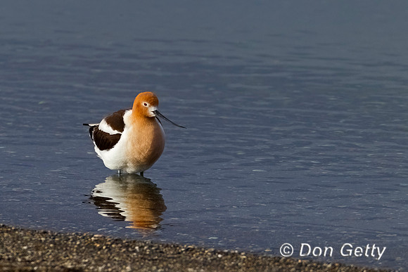 American Avocet