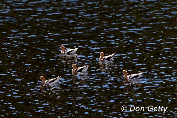 American Avocet