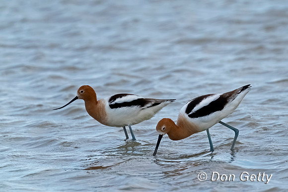 American Avocet