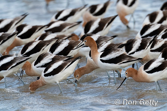 American Avocet