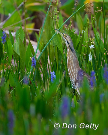 American Bittern