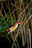 Least Bittern