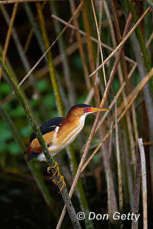 Least Bittern