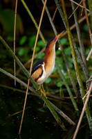 Least Bittern