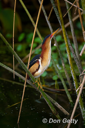 Least Bittern