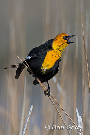 Yellow-headed Blackbird