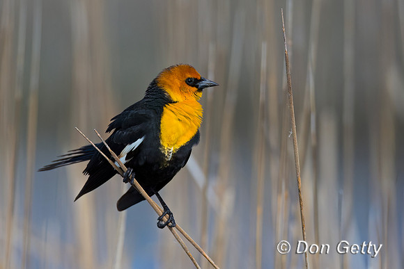 Yellow-headed Blackbird