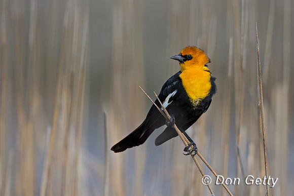 Yellow-headed Blackbird