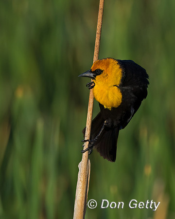Yellow-headed Blackbird