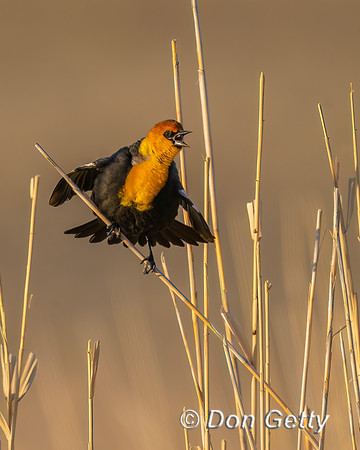 Yellow-headed Blackbird