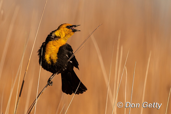 Yellow-headed Blackbird