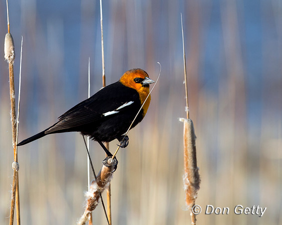 Yellow-headed Blackbird