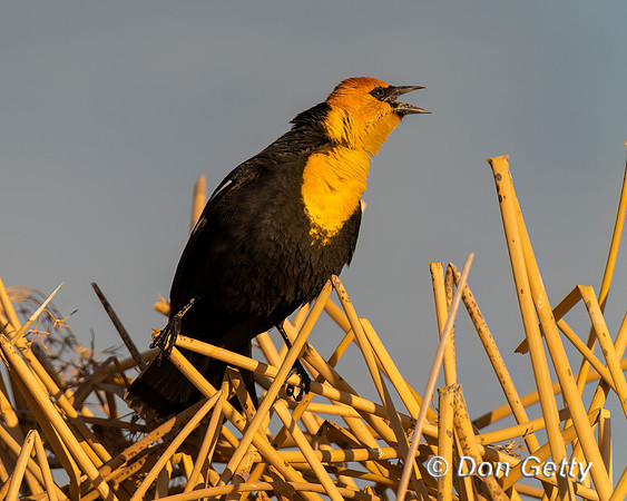 Yellow-headed Blackbird